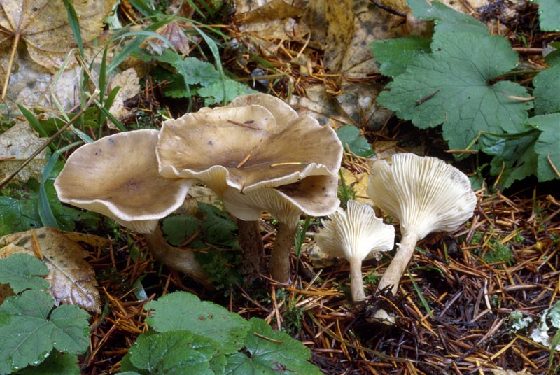 Ampulloclitocybe clavipes